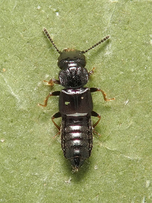 Staphylinidae da identifcare